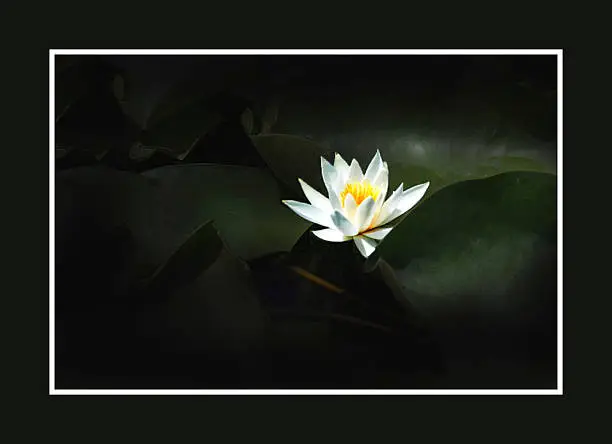 lotus, flower,