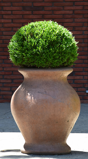 a large ceramic jar as a flowerpot, with topiary Boxwood in it