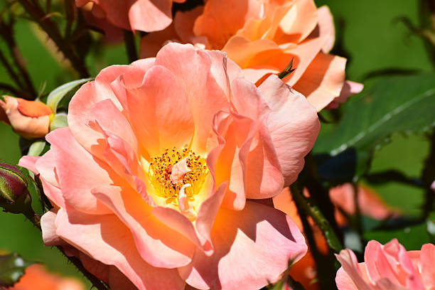 istock Pink orange rose flower 543832336