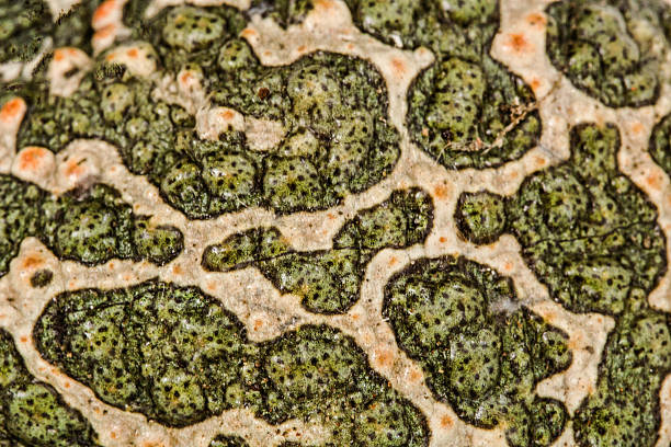 istock Skin of green toad, spotted natural background 543832698