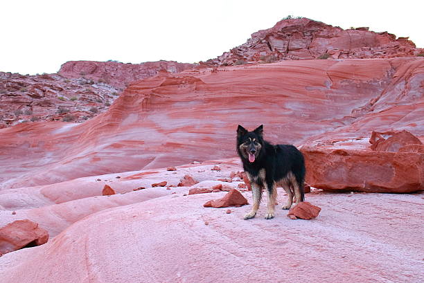 istock German Shepherd dog on the red rocks 543832768
