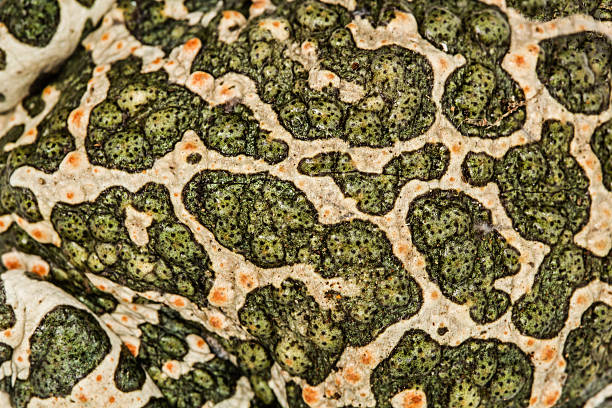 istock Skin of green toad, spotted natural background 543832788
