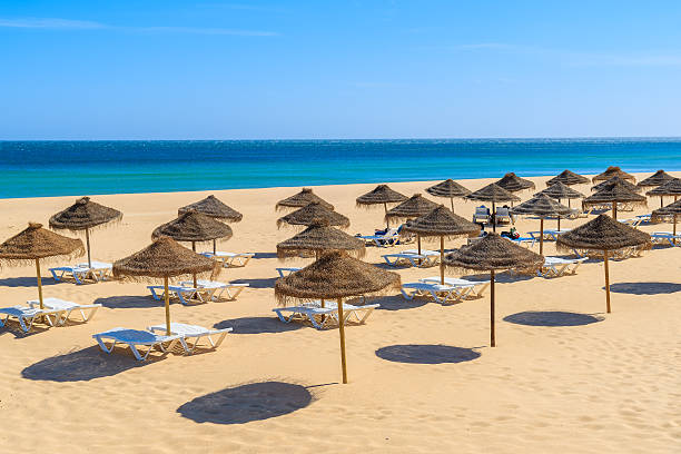 istock Sunbeds with umbrellas on sandy beach 543833582