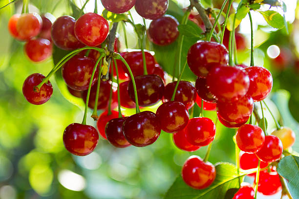 cacho de cerejas vermelhas - sour cherry - fotografias e filmes do acervo