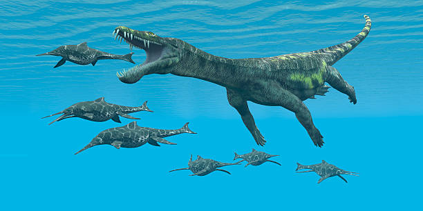 Nothosaurus attacks Shonisaurus A carnivorous reptile attacks smaller marine dinosaurs in a Cretaceous ocean. nothosaurus stock pictures, royalty-free photos & images
