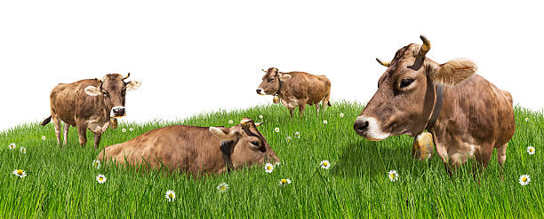 cows on meadow - milk european alps agriculture mountain fotografías e imágenes de stock