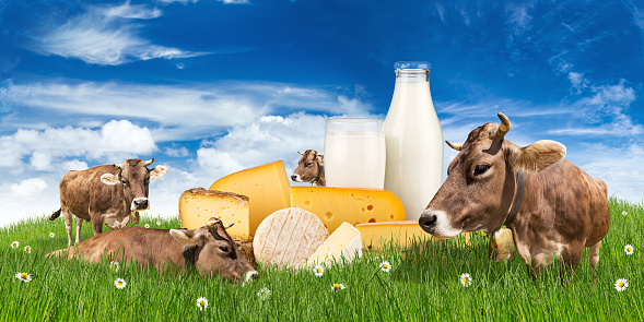 group of cows on green meadow with milk bottle glass and cheese  in front of blue sky