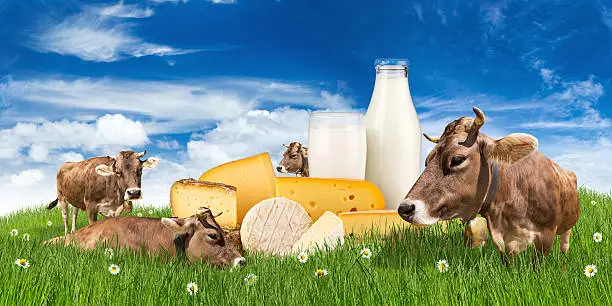 Photo of cows with milk bottle and cheese on meadow