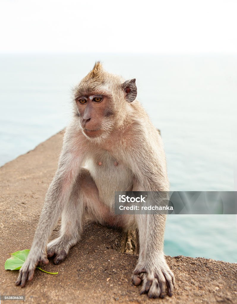 Funny Monkey Eating A Banana Stock Photo - Download Image Now ...