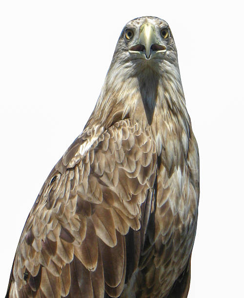 istock golden eagle isolated on the white background 543834810