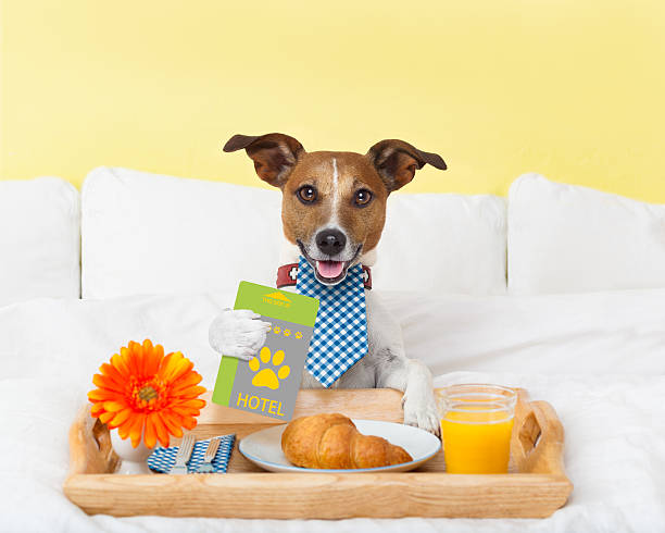 hotel room service wtih dog - bedroom authority indoors home interior imagens e fotografias de stock