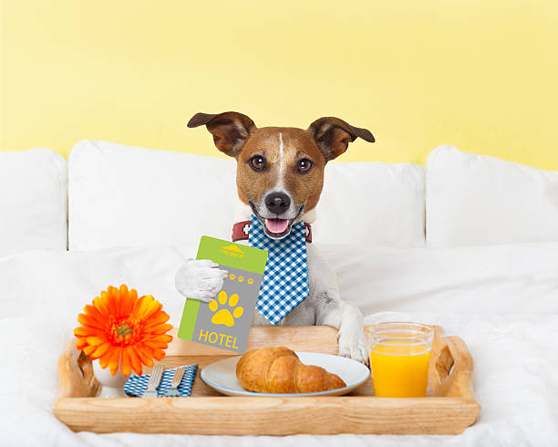 обслуживание гостиничных номеров с собакой - bedroom authority indoors home interior стоковые фото и изображения