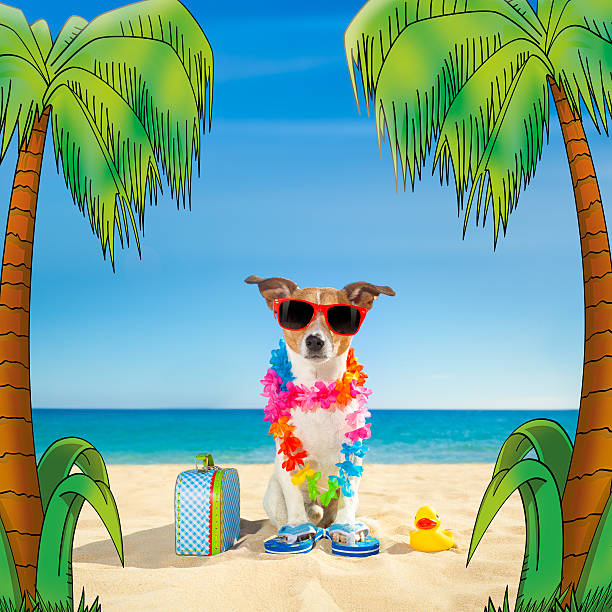 istock tourist dog at the beach 543834852