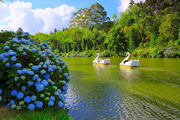 lago negro, printemps paysage idyllique d "hortensias-gramado, le sud du brésil - rio grande photos et images de collection