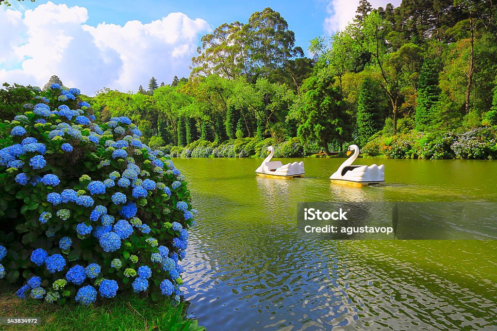 Lago Negro, spring idyllic landscape Hydrangeas - Gramado, Southern Brazil Please, you can see in the link below Landscapes of southern Brazil, border with Uruguay and Argentina: beautiful pampa gaucho, fields, sunsets, sunrises, canyons, estancias (ranch, farms) and much more!! Gramado Stock Photo