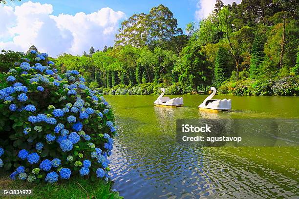 Lago Negro Spring Idyllic Landscape Hydrangeas Gramado Southern Brazil Stock Photo - Download Image Now