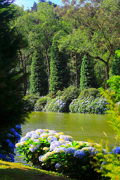 istock Lago Negro, spring idyllic landscape Hydrangeas - Gramado, Southern Brazil 543835186
