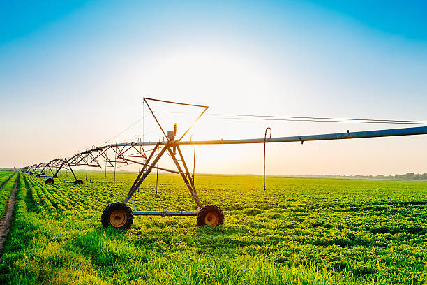 istock Sunset on farm with irrigation system and  soybean plants 543835524