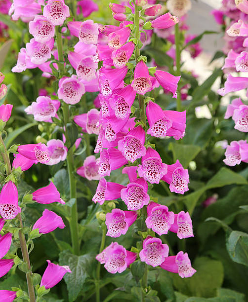 istock campanula flowers in the pretty garden 543835558