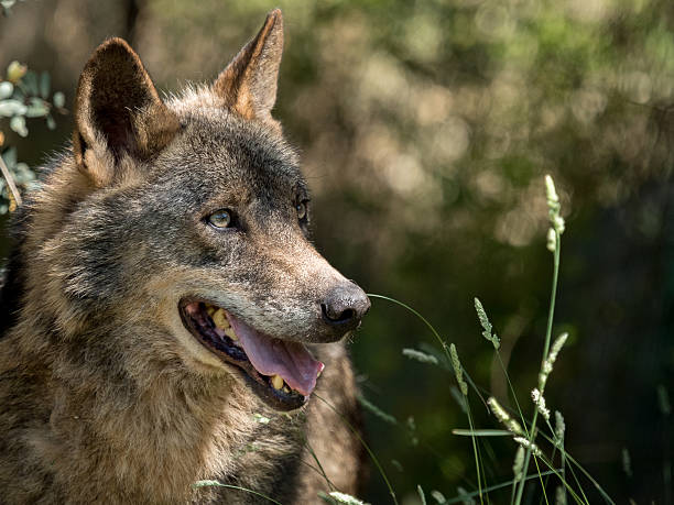 portrait de loup (canis lupus signatus) dans les buissons - hairbrush photos et images de collection