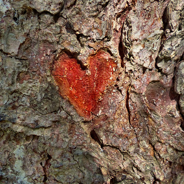 istock Love of tree's 543838850