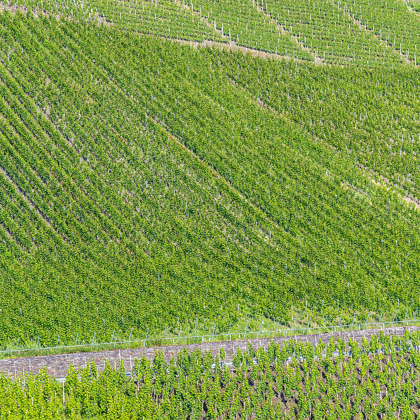 istock vineyards in the Moselle valley 543839048