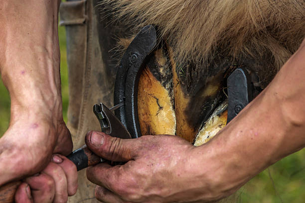 istock Black smith smithing horse shoe 543839550