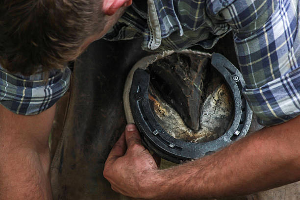istock Black smith smithing horse shoe 543839958