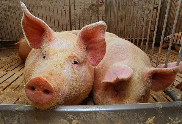 istock fat pigs in a sty on a farm 543840144