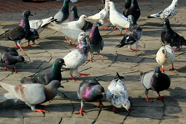 istock Doves in the Park 543840324
