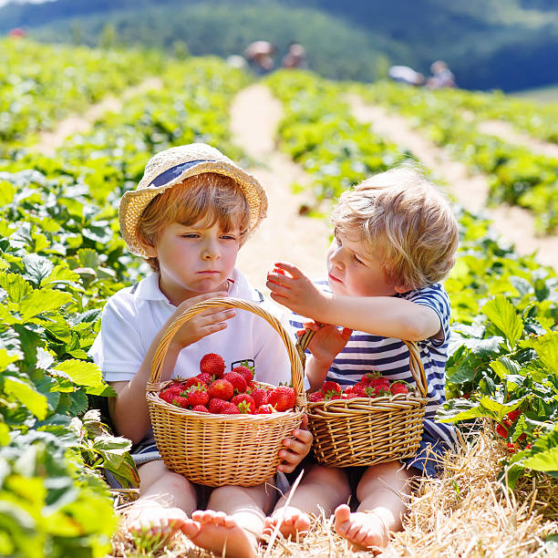 istock Two little sibling boys on strawberry farm in summer 543842206