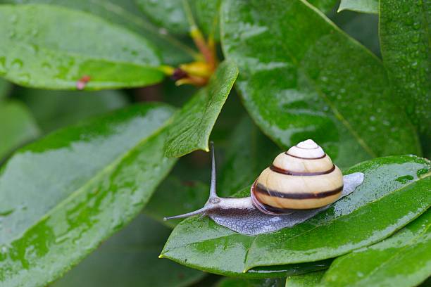 istock Snail (SANIN-MAIMAI (Euhadra dixoni)) and water drops on green leaves 543843972