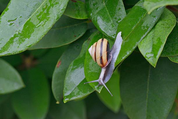 istock Snail (SANIN-MAIMAI (Euhadra dixoni)) and water drops on green leaves 543844072