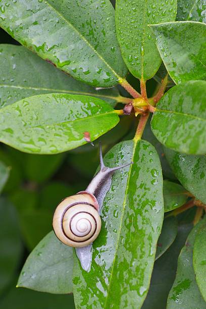 istock Snail (SANIN-MAIMAI (Euhadra dixoni)) and water drops on green leaves 543844120