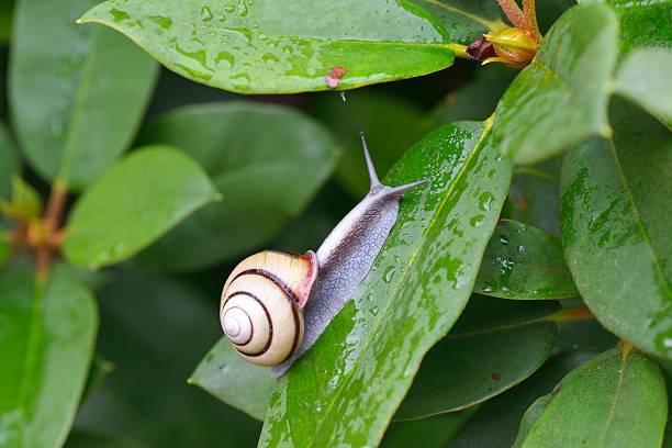 istock Snail (SANIN-MAIMAI (Euhadra dixoni)) and water drops on green leaves 543844170
