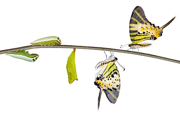 istock Isolated five bar swordtail butterfly life cycle (antiphates pom 543844218