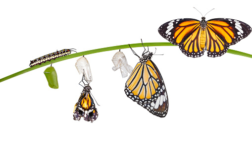 Isolated transformation of common tiger butterfly emerging from cocoon on twig with clipping path
