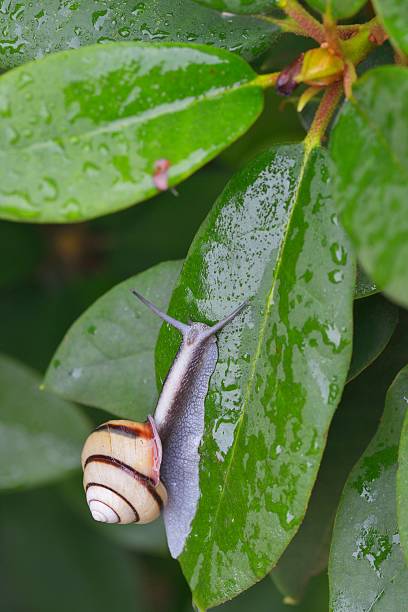 istock Snail (SANIN-MAIMAI (Euhadra dixoni)) and water drops on green leaves 543844470