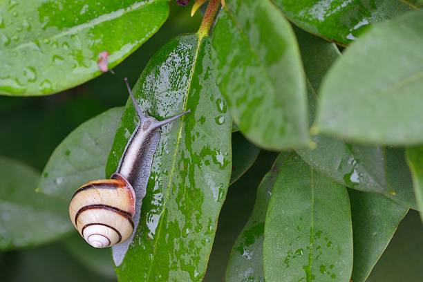 istock Snail (SANIN-MAIMAI (Euhadra dixoni)) and water drops on green leaves 543844534