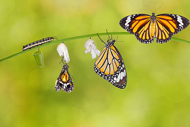 istock Transformation of common tiger butterfly emerging from cocoon 543844956