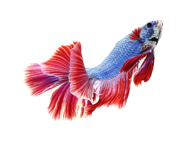 istock Betta fish, siamese fighting fish, betta splendens (Fullmoon bet 543845474