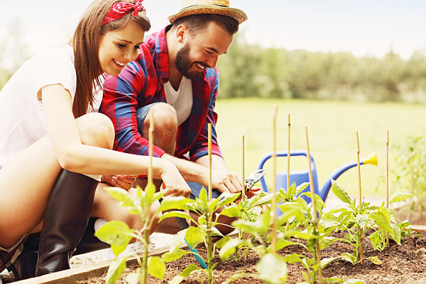 istock Young couple planting organic vegetables 543964688