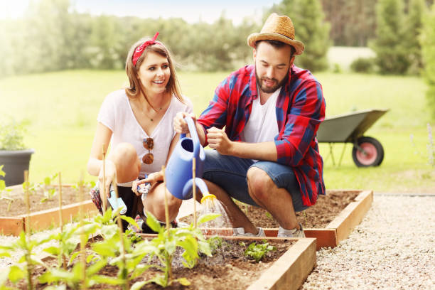 istock Young couple planting organic vegetables 543964942