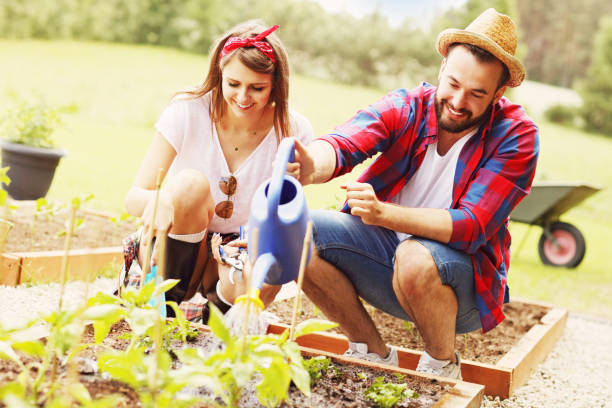 istock Young couple planting organic vegetables 543965058