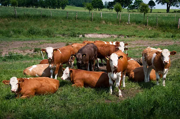 Cows grazing on a pasture