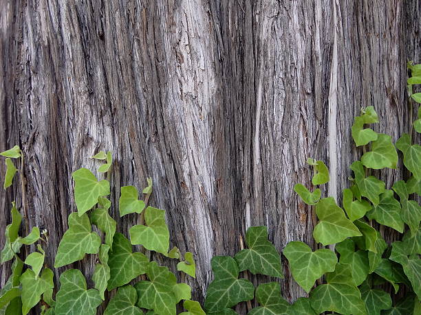 istock the bark of a tree which grows ivy 543972790