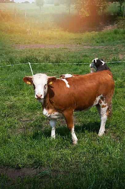 Cow grazing on a pasture