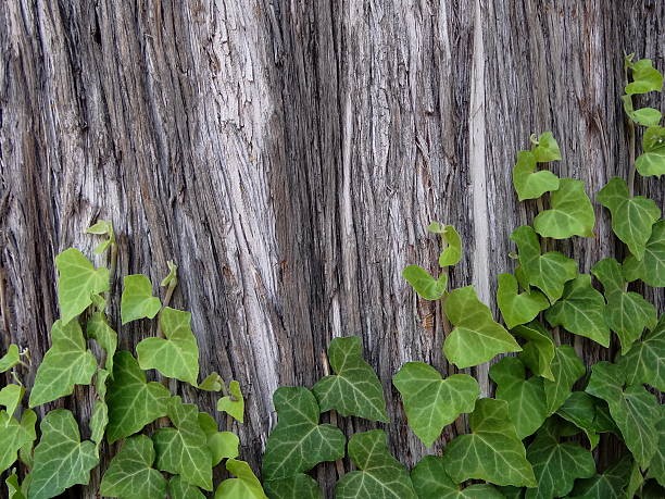 istock the bark of a tree which grows ivy 543972838