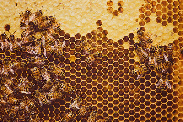 bees feeding cells with honey honeycomb - bee stockfoto's en -beelden