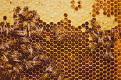 Bees feeding cells with honey honeycomb